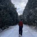 미현목장 | 1월 [제주 여행 2]🍊 제동목장, 올레시장, 서울 앵무새, 성이시돌 목장, 오셜록 티 뮤지엄, 금오름...