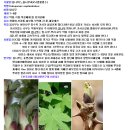 산야초 효소 100가지 재료[편집완료] 이미지