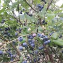 영양뜰영농조합 이미지