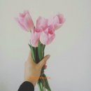 디블름 이미지