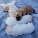 강아지꿈 이미지