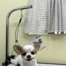 도루몽실 이미지