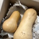 서해안농장 | 땅콩호박 버터넛스쿼시 양자양행복농장