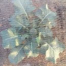 아내의 텃밭 이미지