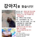 인천 부평구 요크셔테리어를 찾습니다!!!!! 이미지