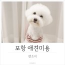 도도한 펫츠 | 포항 애견미용 오픈형인 펫츠미 솜씨도 굿!