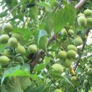 매실농장 이미지