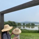 더우드(3종)