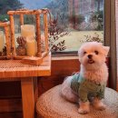 메종카누네 이미지