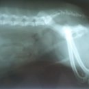 애경 동물병원 이미지