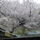 금샘초등학교 이미지