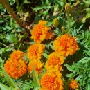 교가1리마을회관 이미지