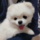 내사랑땡구 이미지