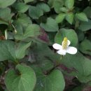 산세라 이미지