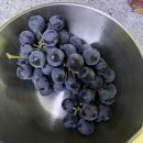 포도 아직도 겉에만 훑어서 씻지는 않으신가요.!? 초간단 포도 세척법🍇🍇🍇 이미지