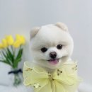 단비네 애견미용 이미지