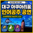 대구 아쿠아리움 아이랑 가볼만한곳 신세계백화점 주차 인어공주 공연 일정