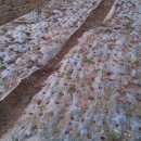 심가네농장 이미지