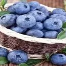 블루베리 이미지