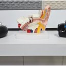 세계보청기 성남분당본점 이미지