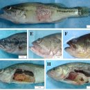 큰입배스의 Pseudomonas anguilliseptica 이미지