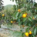 고기랑 낙지랑 이미지