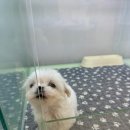 부천강아지분양 멍미 | 부천강아지분양 부천 분양 멍미 미니말티즈 공주님 분양했어요!