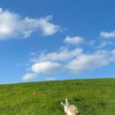 제주 오름 산책 이미지