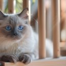 팩트디자인하우스 | 고양이 펫드라이룸 소음 스트레스 없는 하단풍 입체 건조 팩트체크