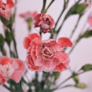스텔라의원 네이버블로그
