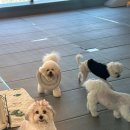 B&B(바비브라운 비숑프리제) | 울산애견유치원 바비브라운 비숑프리제 맡겨본 솔직 후기