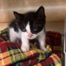 동물보육원 대전서구갈마지부 이미지