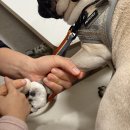 펫트리 | 강아지 발세정제 발닦기 필수템 풋샴푸 펫트리 풋풋하게 퍼그 후기