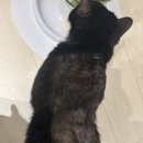 영걸농장 네이버블로그