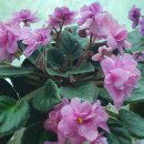 바이올렛 이미지