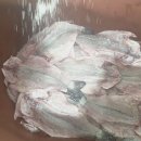 4월17일.숭어,민어,참돔,준치,통치,박대,간제미,삼치,장대,갑오징어,아귀,참조기,먹갈치,덕자,삼치,농어필렛,암치홍어,병어,돌게,대하 이미지