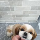 배츄네펫살롱 이미지