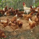 양계장농장 이미지