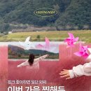 🦩경남 핑크뮬리 스팟 이미지