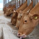 한국사료(주) 이미지