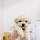 퍼피댕 안심분양소 강아지분양 애견입양 천안아산점 이미지