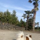 두루와펜션 | 제주도 낚시펜션 숭어낚시포인트 네이플하우스&amp;성신낚시 후기