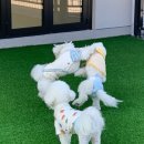 플레이멍 광주애견유치원&애견호텔 | 플레이멍 광주애견유치원&amp;애견호텔 강아지와 보호자가 모두 만족하는 특별한 공간