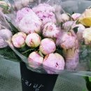 [강남고속터미널 꽃시장] 딸과 함께 다녀온 주말방문후기, 위치 영업시간 꽃가격 휴무일