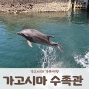 (주)삼일렌트카 | 일본 소도시 가고시마 5살 아이와 가고시마 수족관 방문 후기