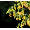 [홍릉수목원} 꽃나무들의 화사한 꽃 /백야님 이미지