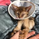 보리콩이네 이미지