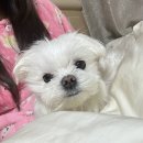 라이즈빌 | 3월 넷째주 일상 : 국제 강아지의 날 / 간담회 / 해림동물병원 / 심심상인 경인교대점 / 일월육일 인천...