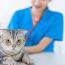 새로이동물병원 이미지