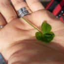 가평로제펜션 이미지